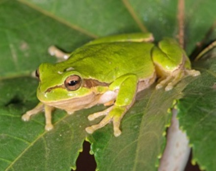 אילנית מצויה. צילום: עוז ריטנר
