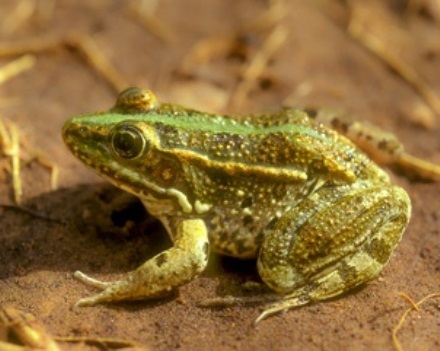 צפרדע נחלים. צילום: אייל ברטוב