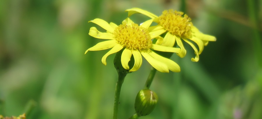 סביון אביבי. צילום: אורה נדיב