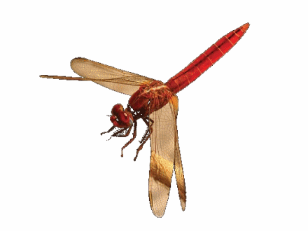 שפירית. צילום: ליאור אלמגור