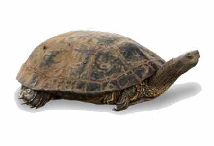 צב ביצות. צילום: לירון גורן