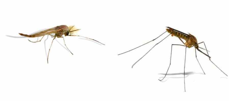 יתוש (מימין) וימשוש. צילום: לירון גורן