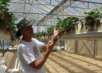 אורי אלון עם גידולי התות החדשניים. צילום: בת חן בן-עמי סונין