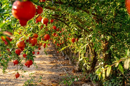 רימונים. צילום: כרמית שלו לייפר