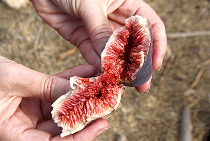 תאנה עסיסית מבוסתן בעין כרם, ירושלים. צילום: יעקב שקולניק