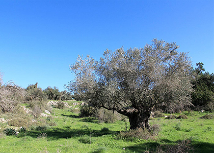 עץ זית קשיש. צילום: יעקב שקולניק