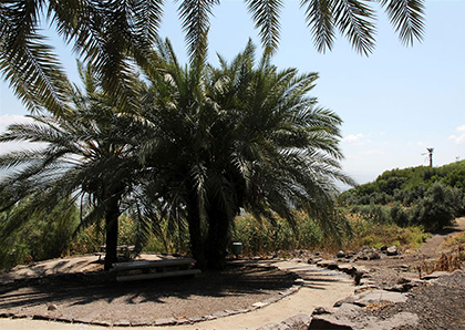 התמר חבר מכובד בשבעת המינים וגם בארבעת המינים. צילום: יעקב שקולניק