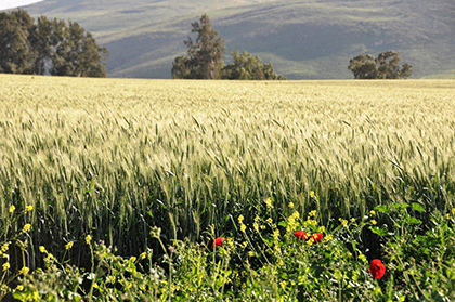 אלפי זנים, שימושים רבים. חיטה. צילום: מלכה ברקאי