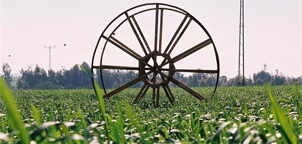 שדה חיטה וגלגל צנרת בערבה. צילום: יעל אילן