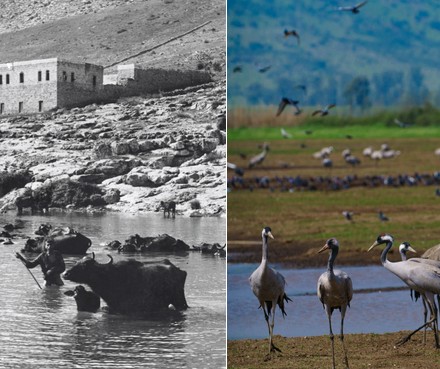 ביצות החולה, צילום: יעקב בן-דב; אגמון החולה של ימינו, צילום: סוכנות ג'יני. ארכיון הצילומים של קקל