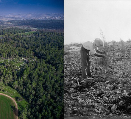 יער בן שמן בשחור לבן ( צילום: יוסף שוויג, 1926) והיום (צילום: גדעון שרון), ארכיון הצילומים של קקל