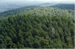 יערות קקל. צילום: קקל