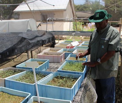 בעת עבודתו במשתלה עם הזרעים שהחלו לנבוט. צילום: יואב דביר