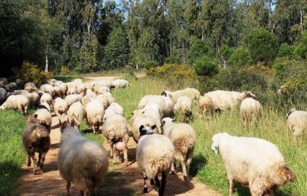 מסלולים לשבועות