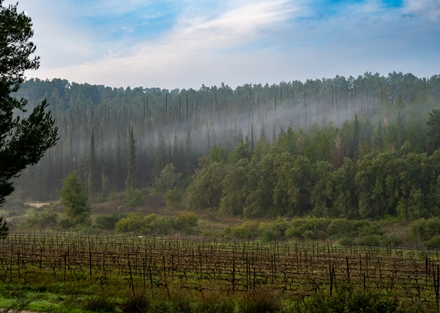 יער אשתאול. צילום: אילן שחם, ארכיון הצילומים של קקל