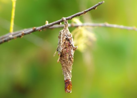 גולם של ססתיק בתוך התיק. צילום: pixabay