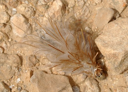 בנה לעצמו תיק מנוצה. צילום: pixabay