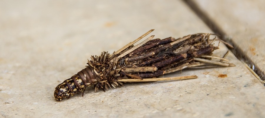 זחל של ססתיק. צילום: pixabay