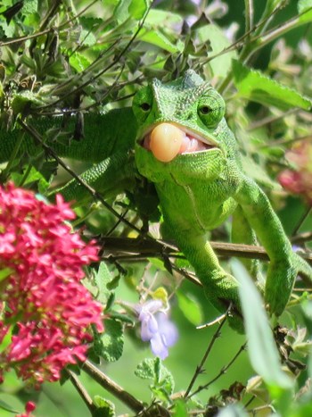 בזמן הטרף...לשונה הדביקה של הזיקית יכולה להגיע לפי שניים מאורך גופה! צילום: אורה נדיב