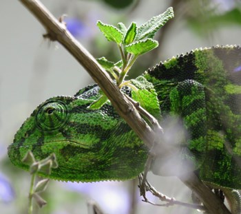 לזיקית יש עיניים שרואות לכל הכיוונים. צילום: אורה נדיב