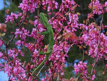 הן משלנו. נשמור ונגן עליהן רק בטבע! צילום: רן פרץ