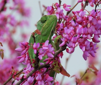 נעה בין ענפים לאט לאט ולא חוששת ליפול. צילום: רן פרץ