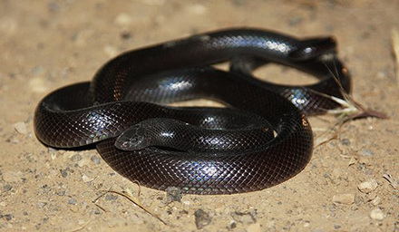 שרף עין גדי. צילום: גיא חיימוביץ