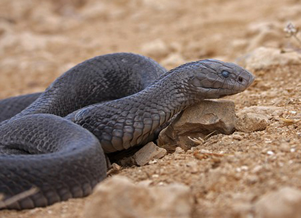 פתן שחור. צילום: גיא חיימוביץ