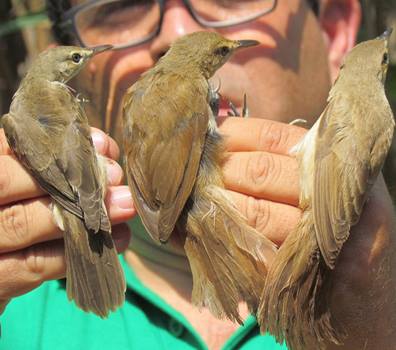 מסיבת קניות: קנית אירופית, קנית אפריקאית וקנית בצרה על יד אחת. צילום: ארכיון הצילומים של קק"ל