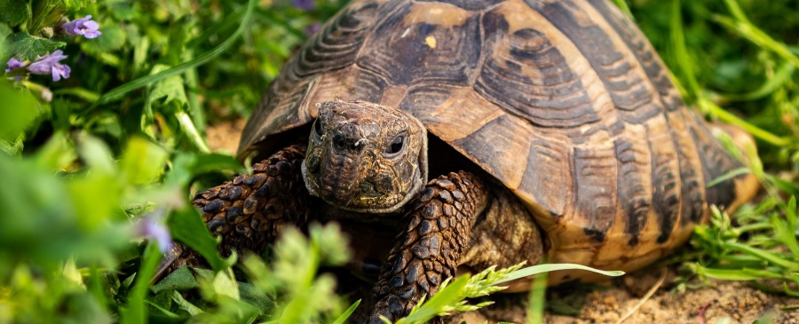 גם צבים רצים. צילום: pixabay