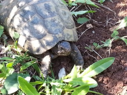 לטבע נולדו - הצבים. צילום: מאי חיימוביץ-ברנהיים
