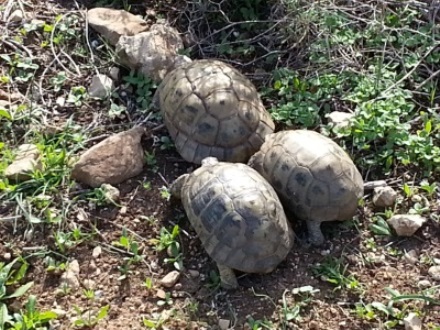 שני צבים מחזרים - מי יזכה בשריונה? צילום: מאי חיימוביץ-ברנהיים
