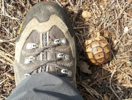 צבון קטן. אבקועי בשבילכם. צילום: מאי חיימוביץ-ברנהיים