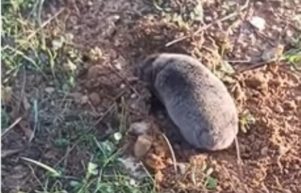 דוחף את העפר עם ראשו. חולד. מתוך YouTube
