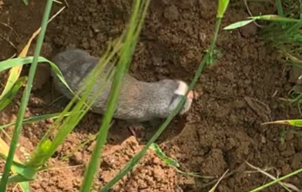 חולד צעיר בפארק יקום. צילום: עדי בלזר
