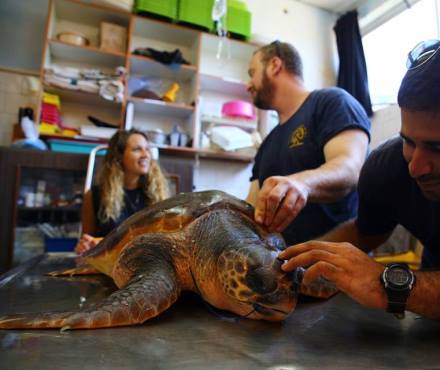 הצבה בר רפאלי מקבלת טיפול במרכז להצלת צבי הים
