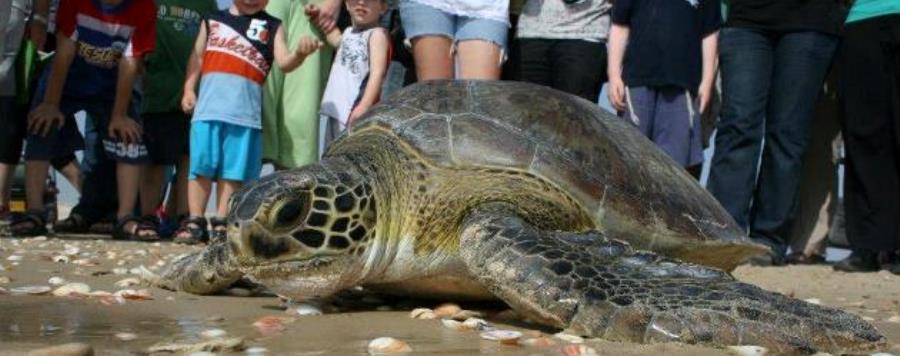לא לגעת! צב ים על החוף וקהל סקרן