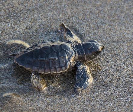 צבון ים. צילום: pixabay
