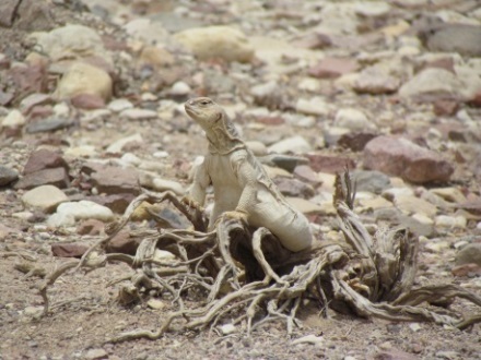 חרדון צב מצוי מארץ החרדונים. צילום: דני מולכו