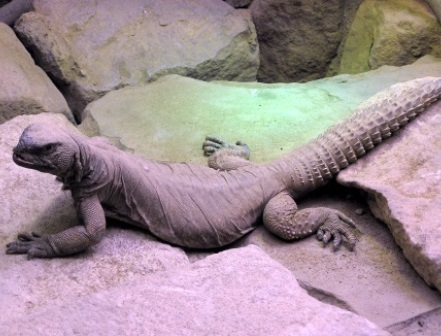 לא דרקון ולא תנין – חרדון צב מצוי. צילום: ארכיון קקל