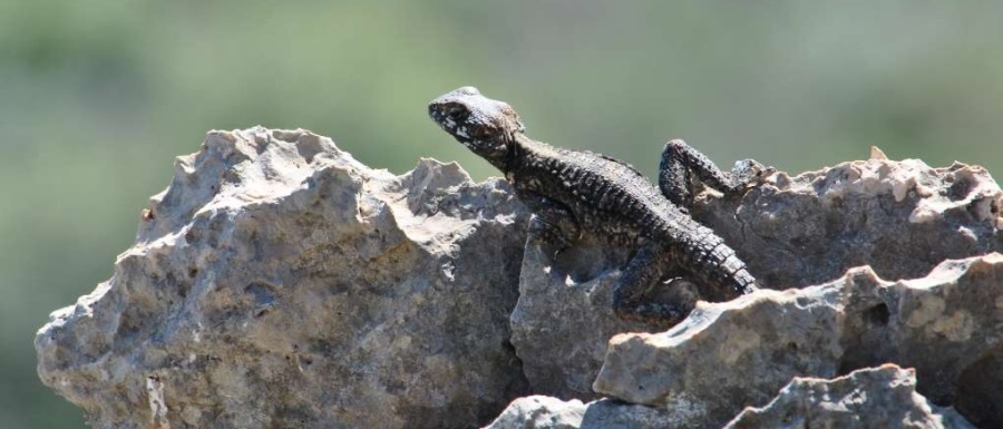 צילום: shutterstock
