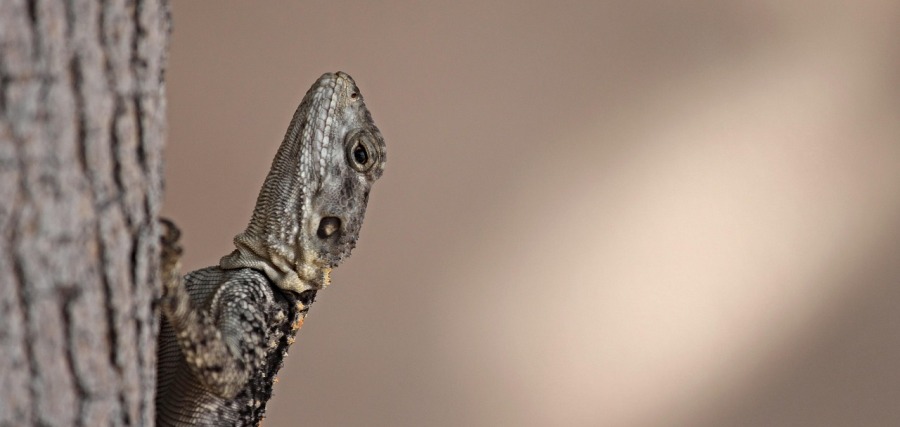 שממית עצים. צילום: pixabay