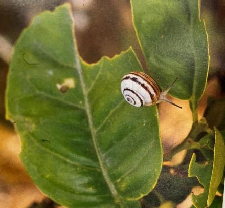 עלה הדר שכירסם דרחול השיח. נזק לחלקלאות. צילום באדיבות פרופ' יוסף הלר