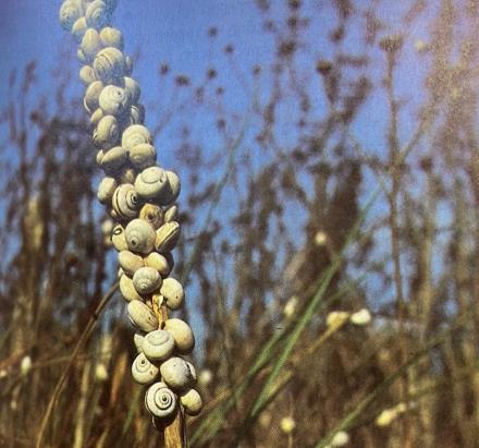 ענף מכוסה בדרחולי שיח. צילום באדיבות פרופ' יוסף הלר