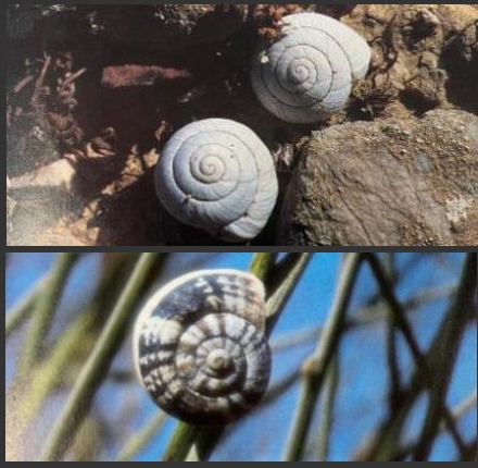 למעלה: לבנונית קמוטת פה, למטה: לבנונית המדבר. שני מינים מיוחדים החיים במדבר. צילום באדיבות פרופ' יוסף הלר
