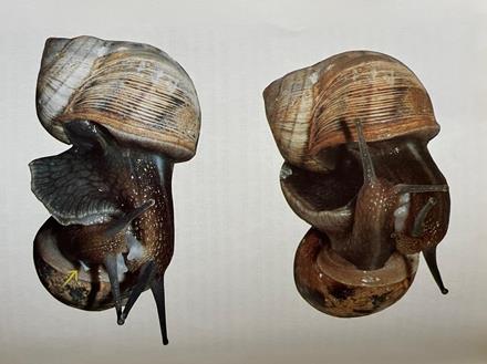 שבלולי השדה בחיזור לקראת הזדווגות. צילום באדיבות פרופ' יוסף הלר