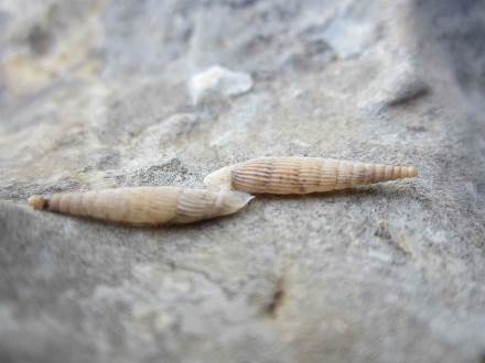 בסכנת הכחדה. סגורית הארבל. צילום: ויקיפדיה