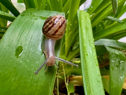 שני זוגות משושות, ריאה ומשננת. שבלול השדה. צילום: אורי סגל