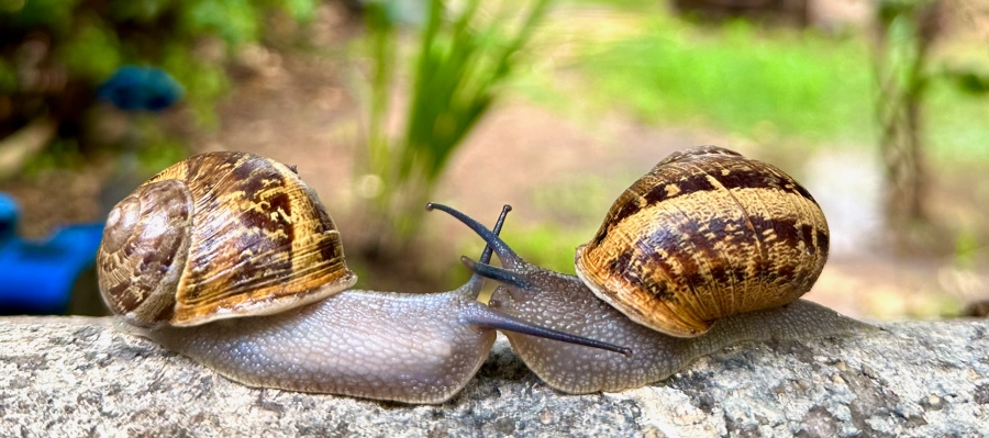 זוג שבלולי שדה. צילום: אורי סגל