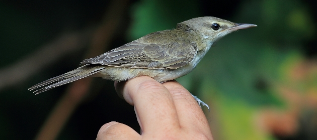 קנית בצרה: ברחה מעירק. צילום: ארכיון התמונות של קק"ל
